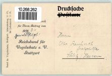 Küstenseeschwalbe Schwalbe