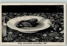 Frosch im Suppenteller Tier