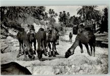 Bou-Saada - Chameaux dans Oued - Wassertränke für Kamele AK
