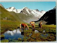 6450 Obergurgl Gurgl - Tiroler Haflinger mit Gaisberg und Rotmoosgletscher