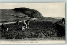 68290 Sewen - Kühe Vogesen