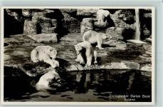 Basel Bâle Zoo Eisbär