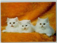 Katzen Stereokarte