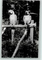 ca 1955 AK Papagei Foto AK