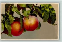 Pfirsich, Früchte AK Nenke & Ostermaier