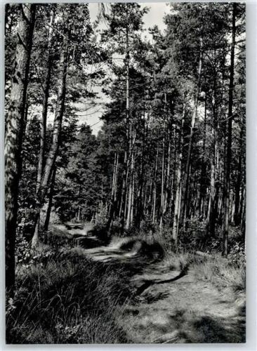 Blender Waldweg