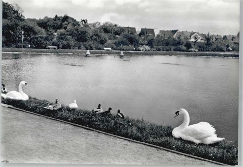 Bad Laer Schwan
