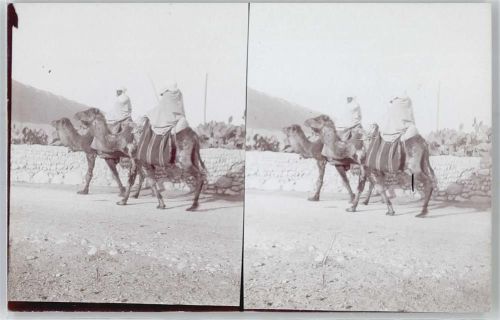 Constantine Stereofoto, Kamelreiter in Oase El Kantara