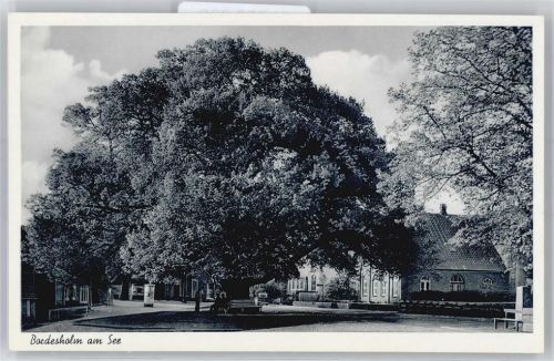 Bordesholm 600-jährige Linde
