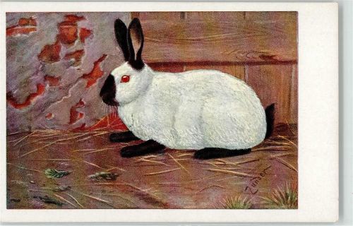 Kaninchen