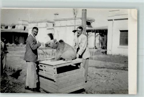 Kiste des Bären AK Tanzbär Privatfoto AK