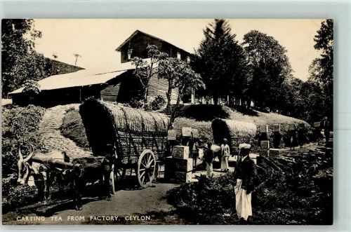 Cartin Tea from Factory