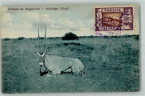 Abyssinie Antilope Oryx