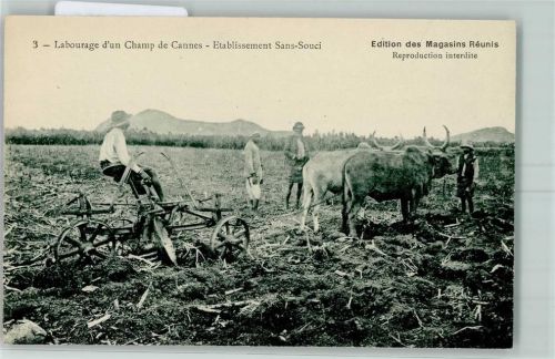 Ochsenpflug Landwirtschaft