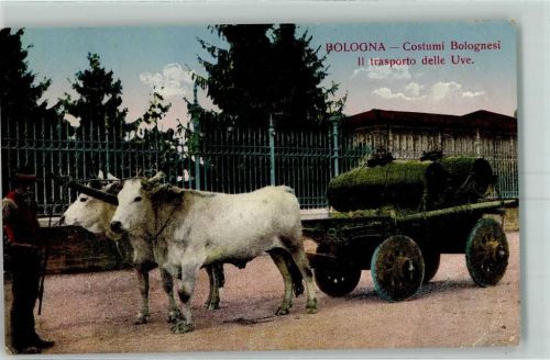 Bologna Costumi Bologneisi Il trasporto delle Uve Ochsengespann