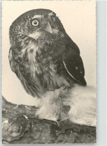 Eule