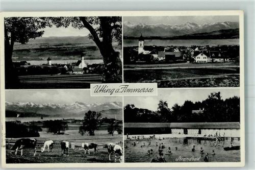 Utting Kuhherde Schwimmbad Strandbad