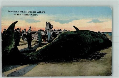 Atlantic City 1914 Enormous Whale Washed Ashore on the Atlantic Coast AK
