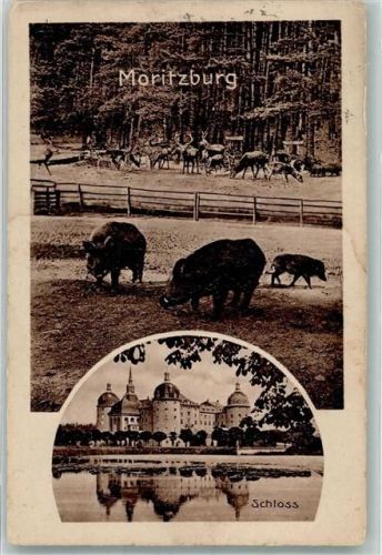 Moritzburg Schloss Wildgehege