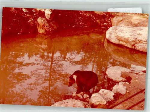 Neuschönau Bär Foto Original aus Archiv eines Ansichtskartenverlages