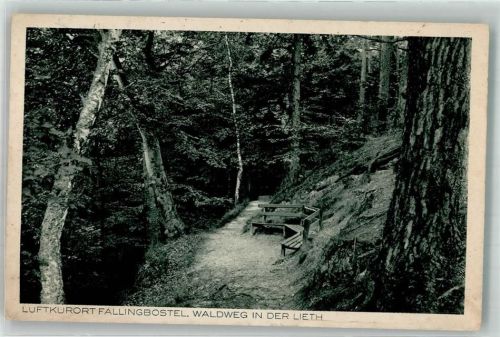 Fallingbostel 1931 Waldweg in der Lieth
