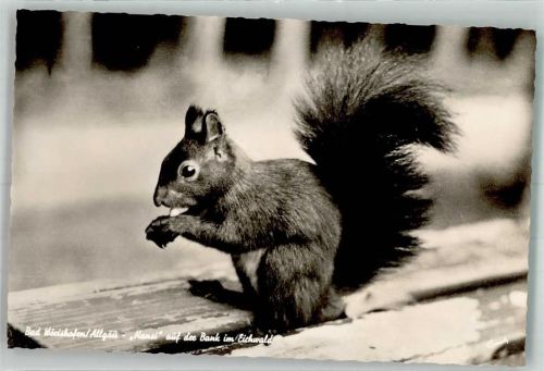 W8939 Bad Wörishofen Hansi auf der Bank im Eichenwald Eichhörnchen Foto AK