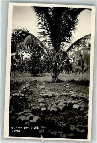 Jakarta 1938 Cocoanut Tree Luftpost