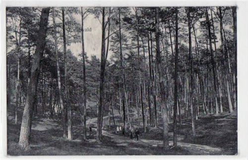 Berlin Wilmersdorf, Grunewald mit Waldpartie gelaufen von 1910. Gute Erhaltung.