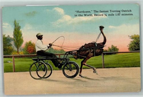 Tiergespann Ostrich Rennen AK