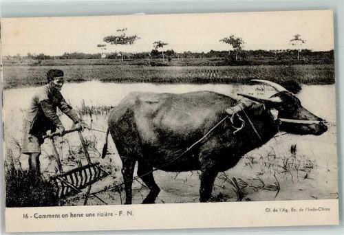 Tiergespann Büffel Reisfeld Landwirtschaft AK