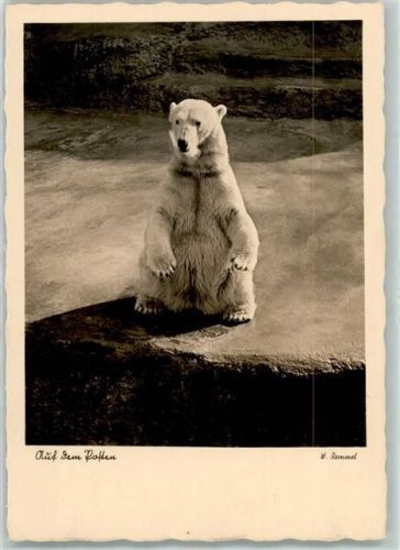 Deutsche Heimkunst Karte Nr. 287 Eisbär Foto AK