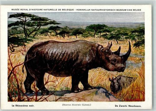 Rhinozeros AK Nashorn Künstlerkarte