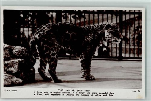 1921 Leopard Verlag Wildt & Kray London Nr. 36 AK