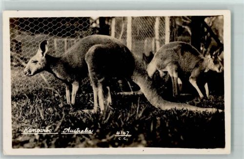 Kangaroo AK