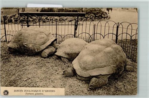 Antwerpen Anvers Zoo Jardin Zoologique Tortues Geantes AK Schildkröte