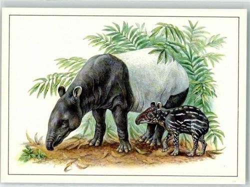1984 Schabrackentapir , sign. Reiner Zieger AK