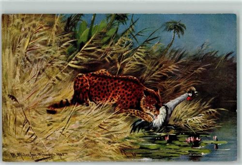 Raubkatze Federwild Jagd sign. Aug. Müller jun. München Tiger Künstlerkarte