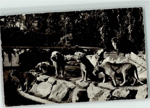 1957 Löwenrudel Photo von Dr. Grzimek