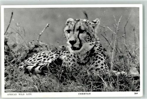 Gepard Cheetah