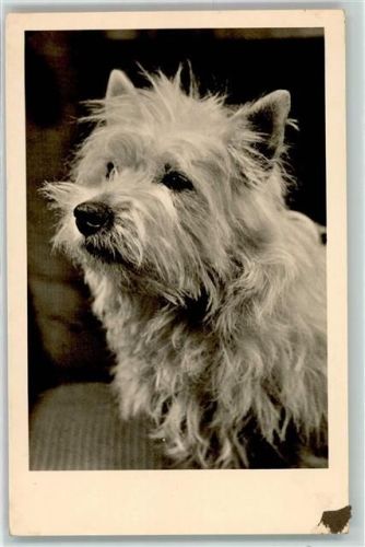 1954 Foto AK
