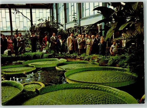 10115 W1000 Friedrichsfelde Foto AK Tierpark Victoria cruziana Alfred Brehm Haus