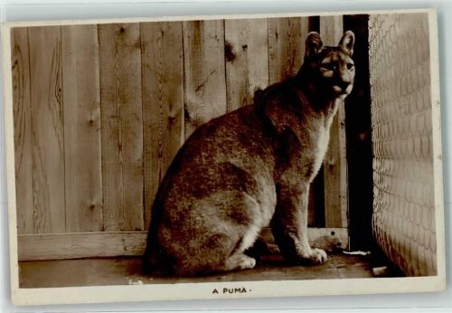 Puma