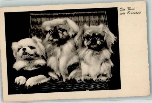 Ein Korb voller Schönheiten Pekinese