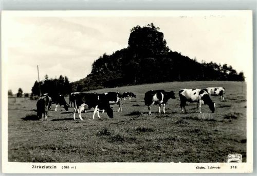 01814 O8321 Schöna b Pirna Foto AK Zirkelstein weidende Kühe Sächsische Schweiz