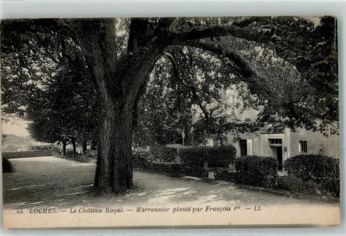 37600 Loches - le Chateau Royal Marronnier plante par Francois