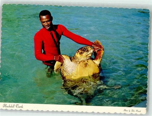 Echte Karettschildkröte Foto John Penrod Schildkröte Foto AK