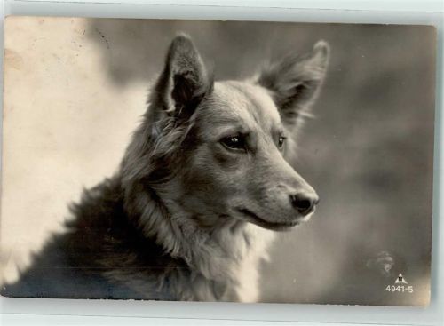 Kurzhaar Collie