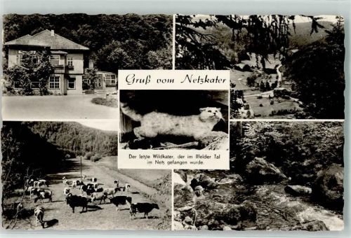 Ilfeld Wildkater Kühe