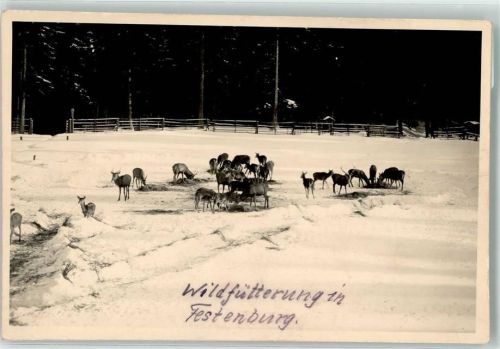 Festenburg Winter Wildfütterung
