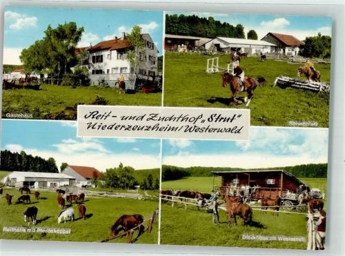 65589 W6253 Niederzeuzheim Foto AK Reithof Zuchthof Strut Gästehaus Springplatz Reithalle Pferdekoppel Blockhaus im Westernstil Pony Pferd Westerwald Stückzahlkarte